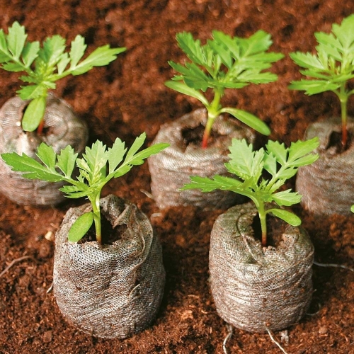 coconut coir garden products